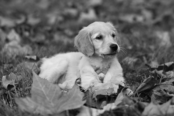 Wat zijn de beste trainingsmethoden voor honden?